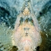 leaffish_white_han_baa_v_0015_mal0317.jpg